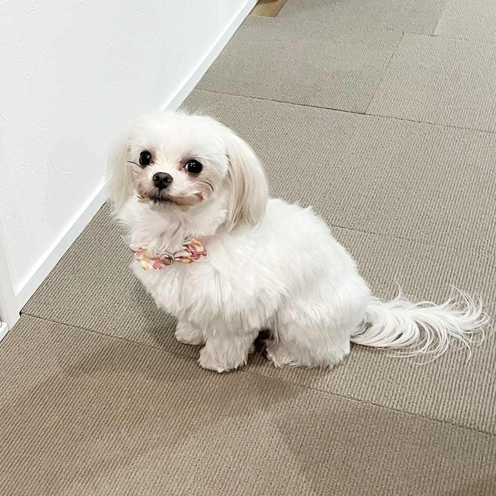 卒業犬イーブイちゃん、おうちでの様子☆